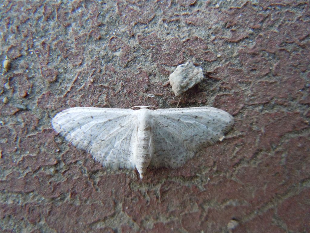 Idaea o Scopula?